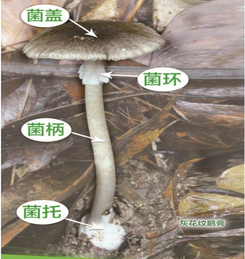 圖片.png